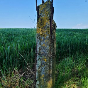 Pilier en béton armé recouvert de mousse devant un champ de maïs - Belgique  - collection de photos clin d'oeil, catégorie clindoeil